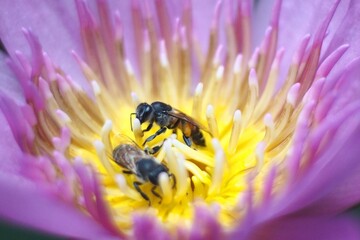 Bee inside pink lotus for drinking sugar waters, Thailand
