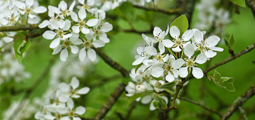 Beautiful close-up of pyrus pyraster