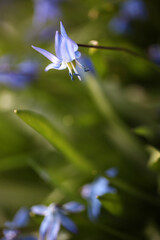 Scilla sibirica - Spring Beauty - Shallow depth of field in natural habitat
