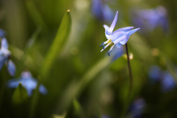 Scilla sibirica - Spring Beauty - Shallow depth of field in natural habitat