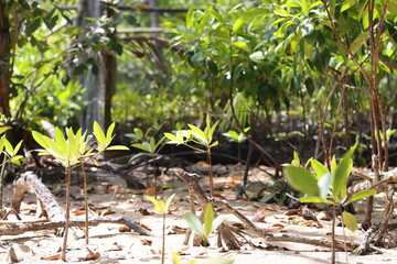 Plants growing in the sand in Palawan, PH April 1, 2024