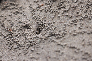 Fototapeta na wymiar Camouflaged mud crab on beach in Palawan, Philippines on April 4, 2024