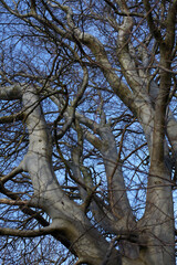 Tree and bark - River Tay - Perthshire - Scotland - UK