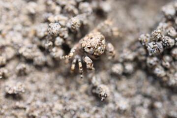 Camouflaged mud crab on beach in Palawan, Philippines on April 4, 2024