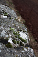 Lichen on rock wall - countryside - Donnottar woods - Stonehaven - Aberdeenshire - Scotland - UK