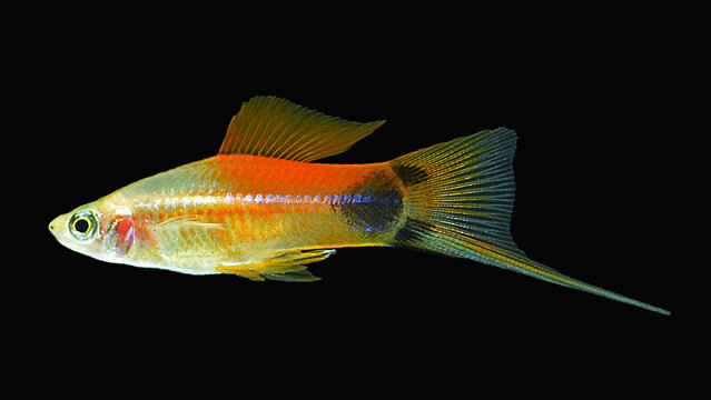 tropical fish Mickey Mouse swordtail aquarium