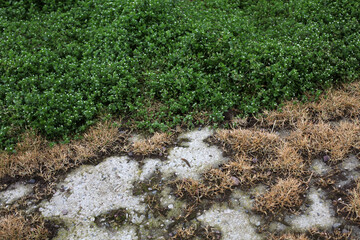 Detail of herbs and grass - Aberdeenshire - Scotland - UK