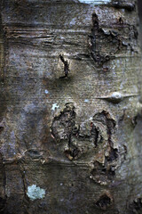 Tree trunk - Dunnottar wood - Stonehaven - Aberdeenshire - Scotland - UK