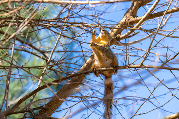 Obraz premium The fox squirrel (Sciurus niger), also known as the eastern fox squirrel or Bryant's fox squirrel