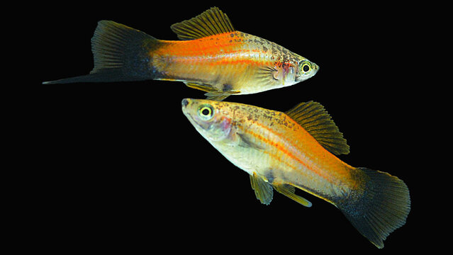 aquarium tropical berline swordtail fish together  isolated