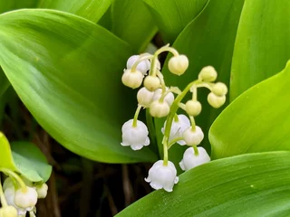 Poster Delicate Lily of the Valley Blossoms: A Close-Up of Spring's Fragrant Bell Flowers © Mickaël LEBRET