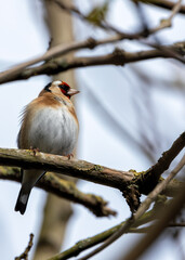 European Goldfinch (Carduelis carduelis) - Found across Europe, Asia & North Africa