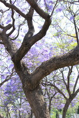 Blue Jacaranda trees in spring