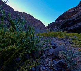 Desert landscape with wildflowers in Wadi el Gemal, Egypt