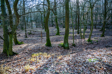 Autumn forest with fallen leaves.