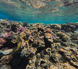 Fototapeta na wymiar Underwater view of the coral reef with hard corals and tropical fish