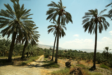 Palm tree and palm trees in the summer of the Mediterranean Sea. Palm tree background. Palm tree leaves against the sky. Plants, flora, botany, agriculture, tourism, exotics, recreation, relaxation