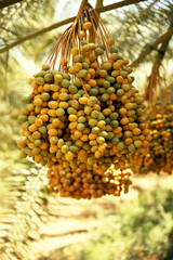 Bunch of dates. Healthy raw fresh fruits on a palm tree. Summer harvest. Vegan, vitamin, natural dessert. Yellow sweet fruits.Israel, palm trees, dates, sun, sky