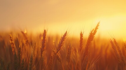 Golden Wheat Field at Sunset