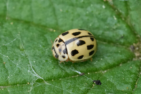 Closeup on a small Fourteen spotted ladybeetle, Propylea quatuordecimpunctata