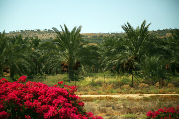 Palm tree and palm trees in the summer of the Mediterranean Sea. Palm tree background. Palm tree leaves against the sky. Plants, flora, botany, agriculture, tourism, exotics, recreation, relaxation