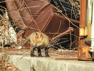 Urban Fox Family with this rebellious kit exploring his new environment in the early Spring season