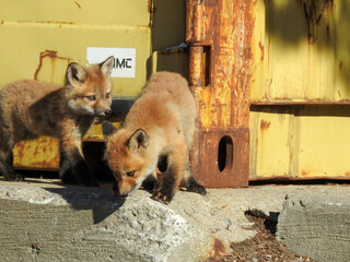 Urban Fox Family with two sibling kits exploring their environment in the early Spring season