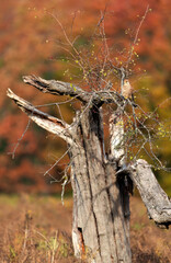 Common kestrel perched in a tree in autumn