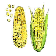 Corn Vegetables drawing with watercolor and ink sketch color - 779964612