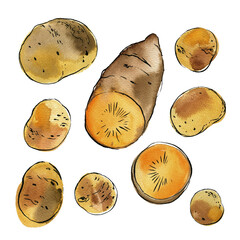 Sweet potato Yam. Vegetables drawing with watercolor and ink sketch color - 779964625