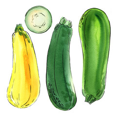 Zucchini yellow and green Vegetables drawing with watercolor and ink sketch color