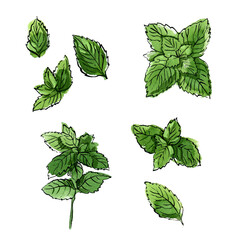 Mint leaves Herbs drawing watercolor and ink sketch color - 779964645