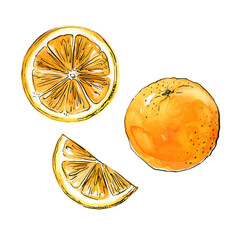 Orange citrus Fruit drawing with watercolor and ink sketch color.