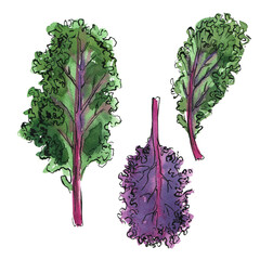 Kale Vegetables sketch of food in watercolor and ink. Sketch of colored products on a white background. - 779964678