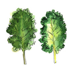 Kale Vegetables sketch of food in watercolor and ink. Sketch of colored products on a white background. - 779964688