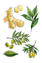 Food, spices, ginger, bay leaves, olives. Ink sketch of food by line on white background. - 779964863