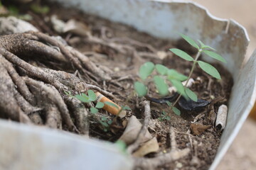 Cigarette litter in potted plant in Palawan, Philippines on April 4, 2024