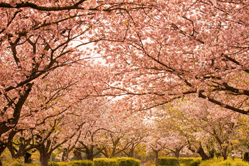 入学式、卒業式のタイミングに桜は花びらを開く、小さな心を大きく膨らませる新たな挑戦の時に、自分の姿を投影させる花である