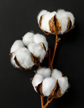 delicate white cotton flowers isolated on black background