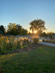 Sunset in the countryside. Trees, wooden bridge and path in the evening light. Sunlight between tall grasses and green leaves in a park.