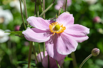 Close up of a pink Japanese anemone (eriocapitella huphensis) flower
