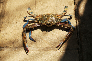Cancer, lobster, crayfish, crawfish, animal. Giant blue crab on the sandy shore of the...