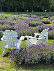 White benches in a lavender field. Two wooden Adirondack chairs in a garden. Patio furniture with...