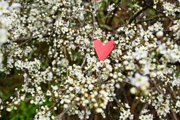 Rotes Herz aus Holz inmitten von blühenden Zweigen
