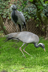 Paris, France - 04 06 2024: The menagerie, the zoo of the plant garden. View of a couple of Demoiselle cranes in the large aviary.