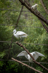 Fototapeta premium Paris, France - 04 06 2024: The menagerie, the zoo of the plant garden. View of two white Egrets and one white carpophagus in the large aviary.