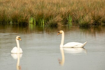 a pair of swans in love on the lake
