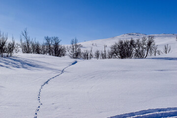 Winter landscape in Pallas Yllastunturi National Park, Lapland