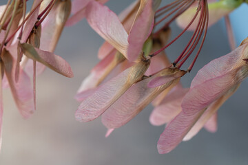 Pink and green samaras from a maple tree. - obrazy, fototapety, plakaty