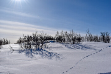 Fototapeta na wymiar Winter landscape in Pallas Yllastunturi National Park, Lapland